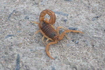 Indian red scorpion. It is considered to be the most lethal scorpion in the world. It's other names eastern Indian scorpion, aHottentotta tamulus and Indian Red Tail Scorpion. 