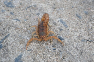 Indian red scorpion. It is considered to be the most lethal scorpion in the world. It's other names eastern Indian scorpion, aHottentotta tamulus and Indian Red Tail Scorpion. 
