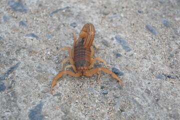 Indian red scorpion. It is considered to be the most lethal scorpion in the world. It's other names eastern Indian scorpion, aHottentotta tamulus and Indian Red Tail Scorpion. 