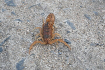 Indian red scorpion. It is considered to be the most lethal scorpion in the world. It's other names eastern Indian scorpion, aHottentotta tamulus and Indian Red Tail Scorpion. 