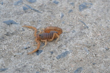 Indian red scorpion. It is considered to be the most lethal scorpion in the world. It's other names eastern Indian scorpion, aHottentotta tamulus and Indian Red Tail Scorpion. 