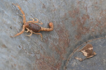 Indian red scorpion. It is considered to be the most lethal scorpion in the world. It's other names eastern Indian scorpion, aHottentotta tamulus and Indian Red Tail Scorpion. 