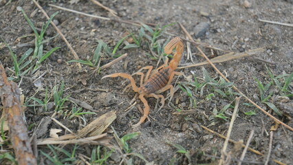 Indian red scorpion. It is considered to be the most lethal scorpion in the world. It's other names eastern Indian scorpion, aHottentotta tamulus and Indian Red Tail Scorpion. 