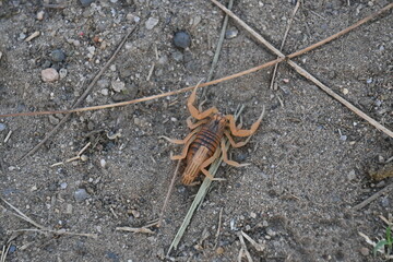 Indian red scorpion. It is considered to be the most lethal scorpion in the world. It's other names eastern Indian scorpion, aHottentotta tamulus and Indian Red Tail Scorpion. 