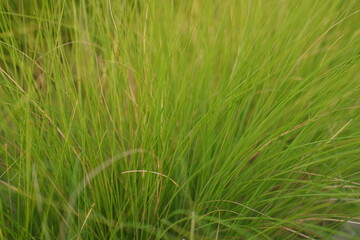 Close up of tall, thin green grass blades growing densely.