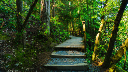 Stairs to boardwalk on Sasamat Loop forest trail in Belcarra Provincial Park, BC. © Andrew