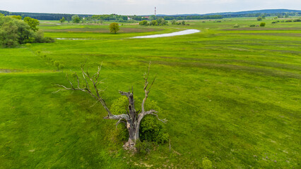 Łęgi rogalińskie z góry i dąb Orzeł.  © fotozen