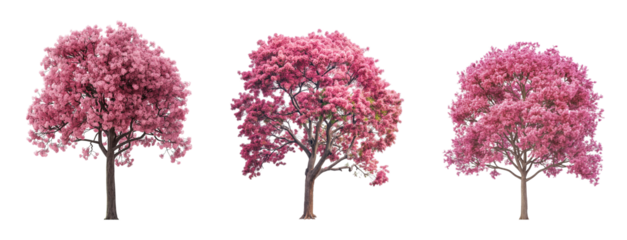 set of pink leaves trees isolated transparent or white background
