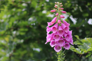 Pink flowering foxglove (Digitalis)