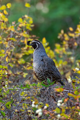 Beautiful California Quail in Backyard, Washington