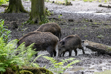 Wild boars dig in the muddy ground