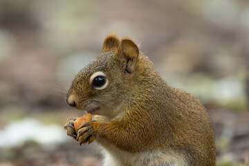 American red squirrel is eating a mushroom on the ground in the garden.