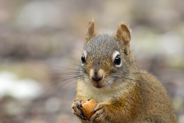 American red squirrel is eating a mushroom on the ground in the garden.