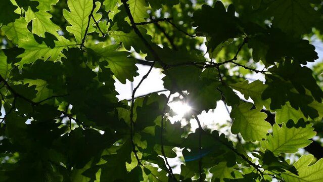 The sun's ray breaks through green oak leaves. Natural background.