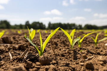 corn sprouts in sunny spring weather