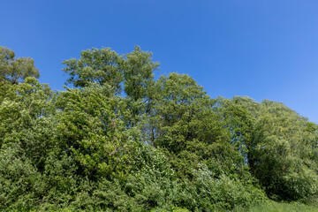 Obraz premium deciduous trees in windy weather in swaying foliage