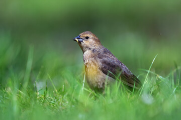 Female Brown-headed cowbird is foraging in green grass.