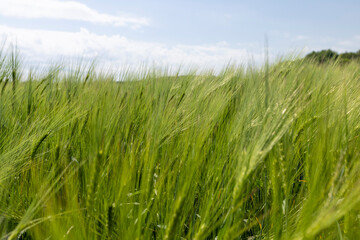 unripe barley ears in spring