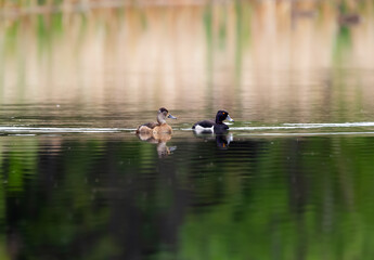 Male and female Ring-necked ducks are swimming in the lake.