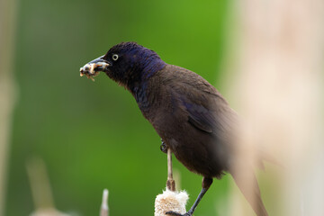 Common grackle with full mouth of worms sitting on reeds.