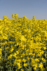 a field with yellow flowering rapeseed