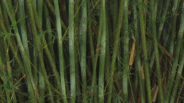 Textura de bambu ou bambuzal na regi&atilde;o de mata atl&acirc;ntica