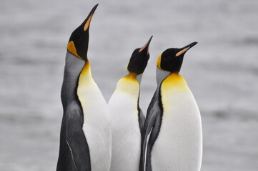 Fototapeta premium pinguinos rey en tierra del fuego chile