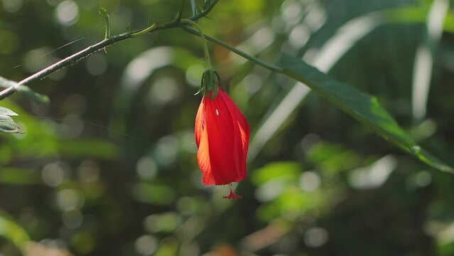 Flor vermelha do hibisco, beijo ou beijinho na mata atl&acirc;ntica