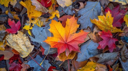Obraz premium - Majestic Maple Leaf Emblazoned in Autumn Hues