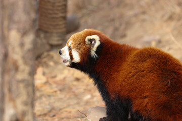 Close up Cute Red Panda, Lesser Panda