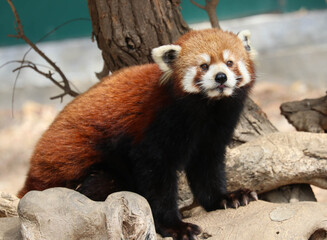 Close up Cute Red Panda, Lesser Panda