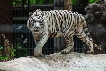 Aggressive white tiger walking in zoo