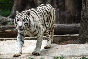 Aggressive white tiger walking in zoo