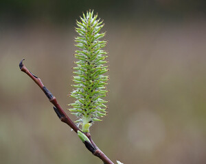 Isolated pussy willow branch with seeds.