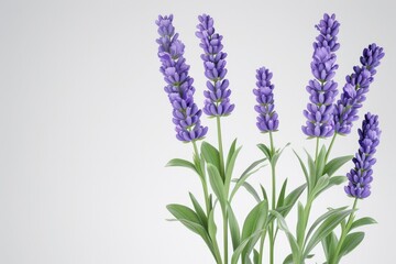 Flower violet lavender herb isolated on white background.