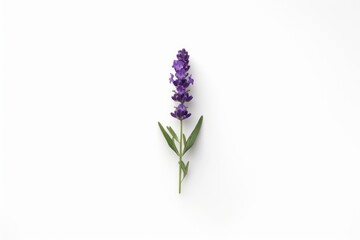 Obraz premium Lavender flower isolated on a white background. Flat lay Lavender