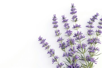 Naklejka premium Lavender flower twigs isolated on white background Lavender