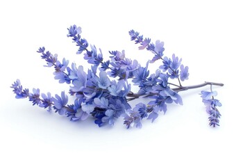 Lavender flowers isolated on white background.