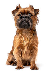 Adorable Brussels Griffon Dog Sitting Against White Background, Showcasing Its Unique Facial Expressions and Fluffy Fur, Perfect for Pet Lovers and Animal Enthusiasts