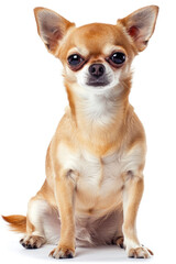 Obraz premium Adorable Chihuahua Dog Sitting on White Background, Cute Small Pet with Big Eyes and Pointy Ears, Perfect for Pet Lovers and Animal-Themed Projects