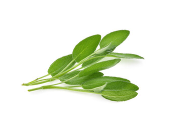 Sage herb isolated on white background