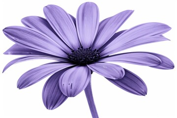 Obraz premium Purple layered petal flower on white background, minimalist design, focus on center for text overlay