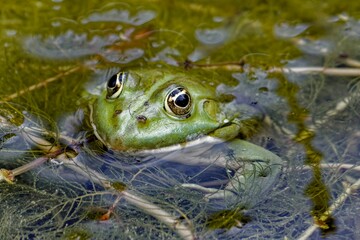 Close-up of a green frog in a pond surrounded by aquatic plants