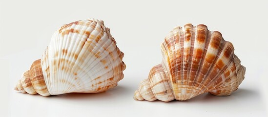 Obraz premium Two seashells placed alone on a white backdrop.