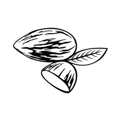 almond nut vector illustration. healthy food diet sign and symbol.