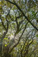 sol travez de los arboles