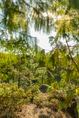 Através de los Arboles en un bosque