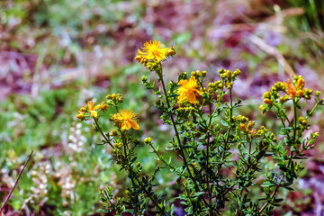 Hypericum perforatum PERFORATE ST JOHN'S-WORT plant with yellow flowers