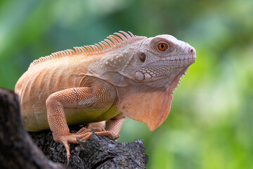 Albino iguana ( iguana iguana ) on a tree branch