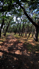 Obraz premium Daytime Photo - Forest with lot of Trees